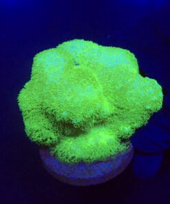Pocillopora Yellow Green Mini Colônia