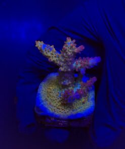 Red Robin Staghorn M