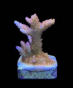 Alternative view of Red Robin Staghorn M