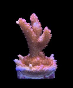 Alternative view of Red Robin Staghorn M