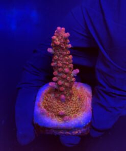 Red Robin Staghorn M