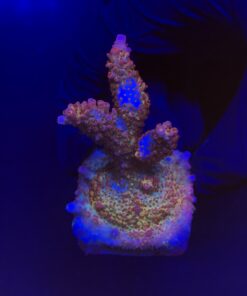 Red Robin Staghorn M