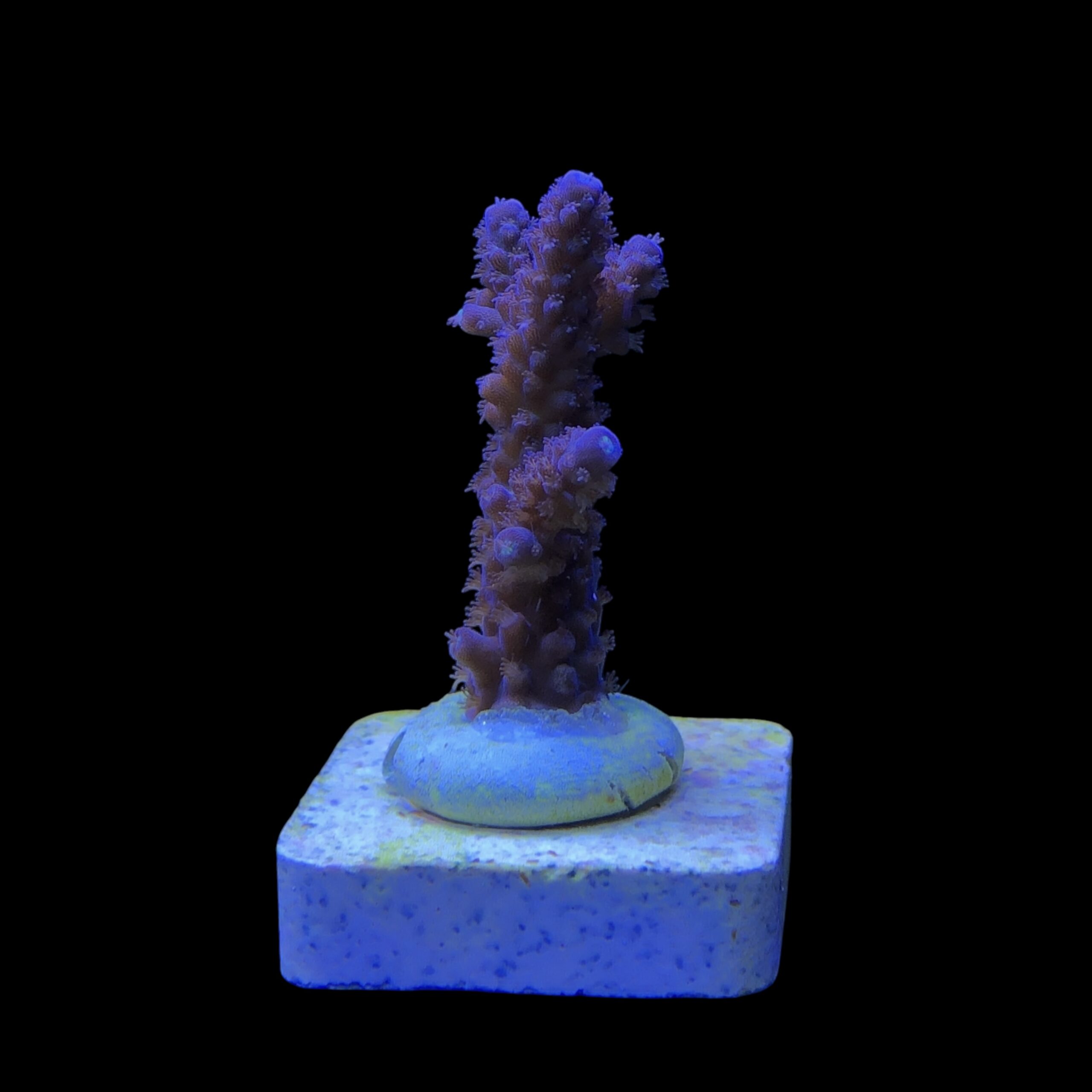 Salmoensis Purple M - Imagem 2