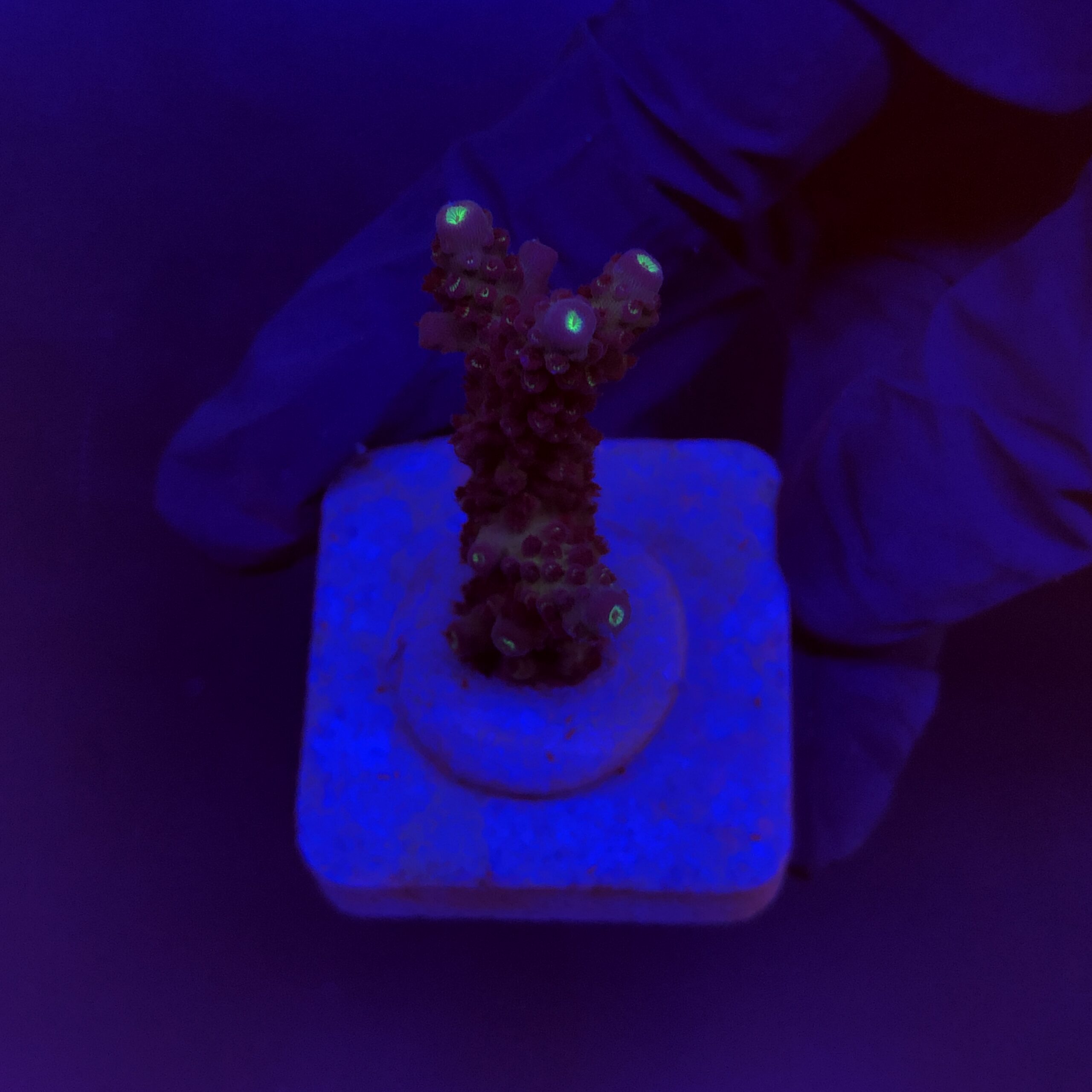 Salmoensis Purple M