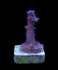 Alternative view of Salmoensis Purple M