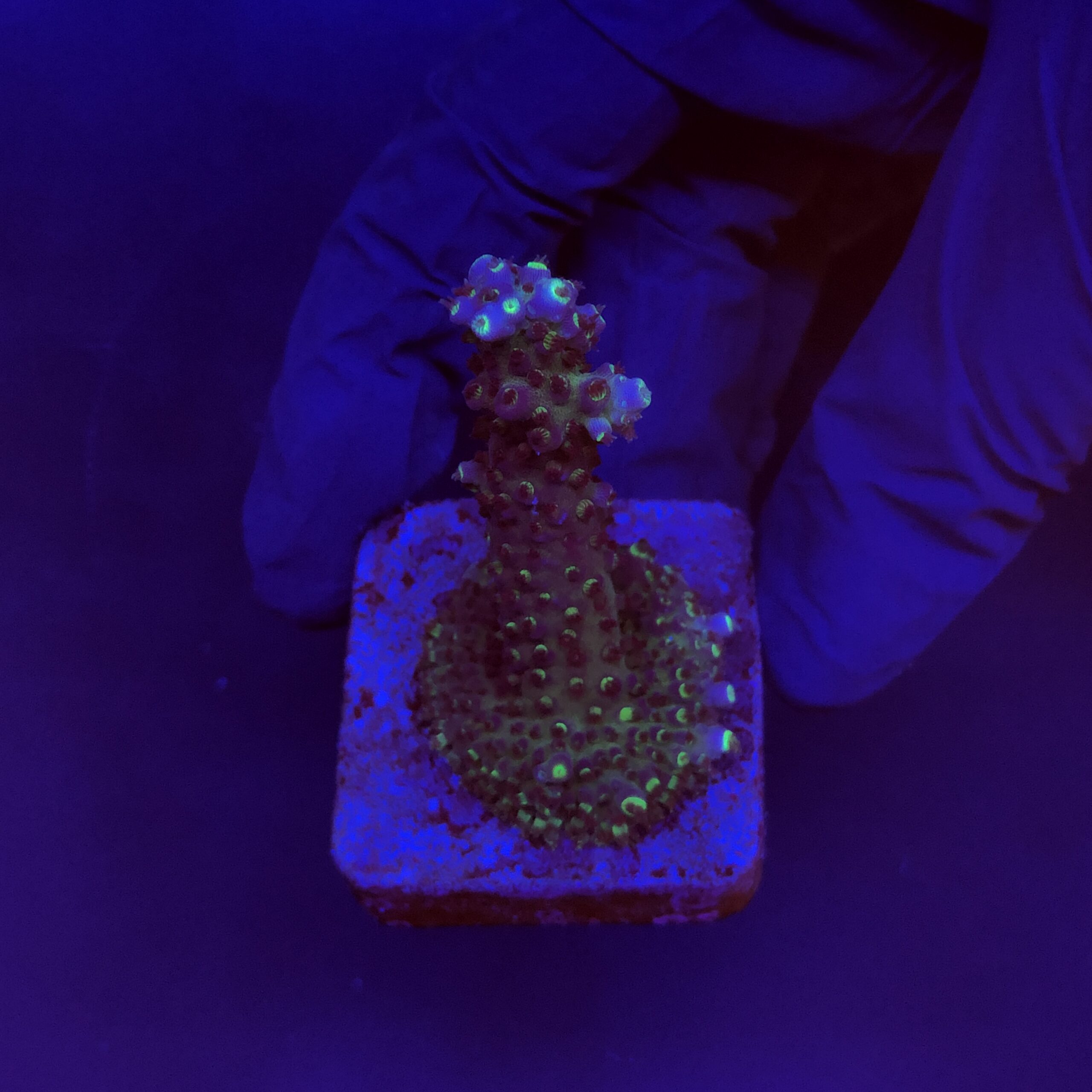 Salmoensis Purple M