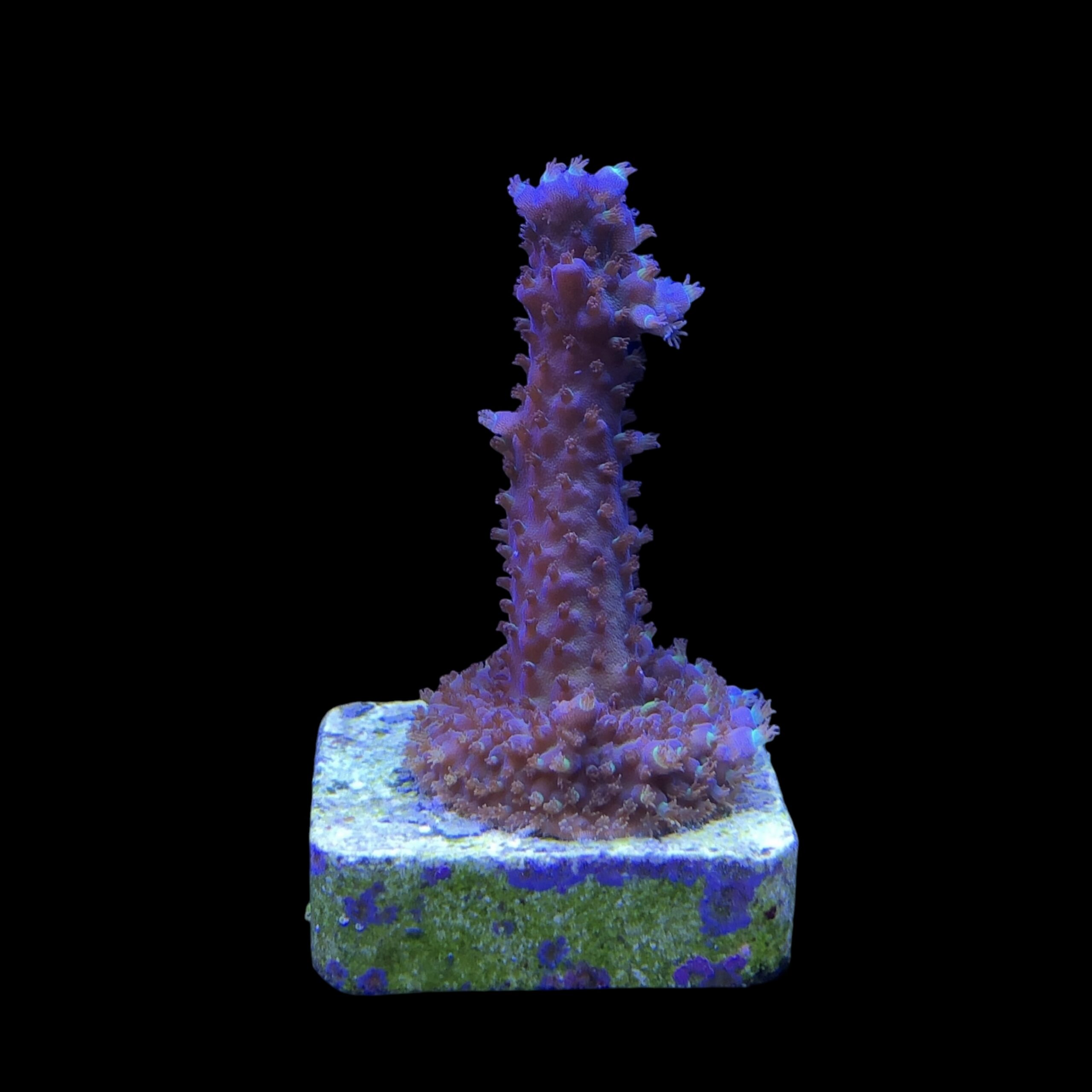 Salmoensis Purple M - Imagem 2