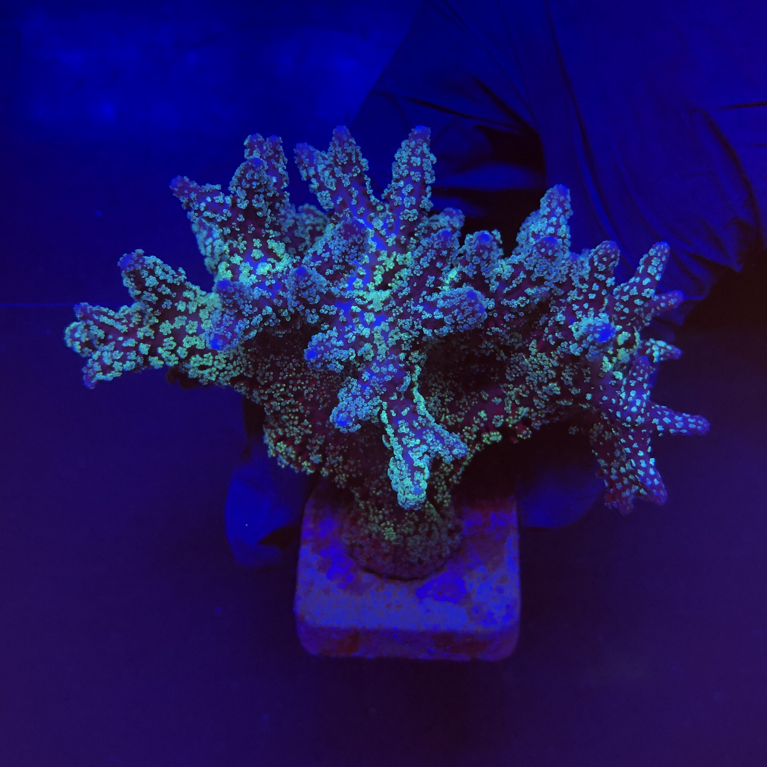 Seriatopora Caliendrum Mini Colônia