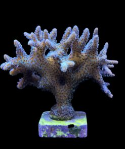 Alternative view of Seriatopora Caliendrum Mini Colônia