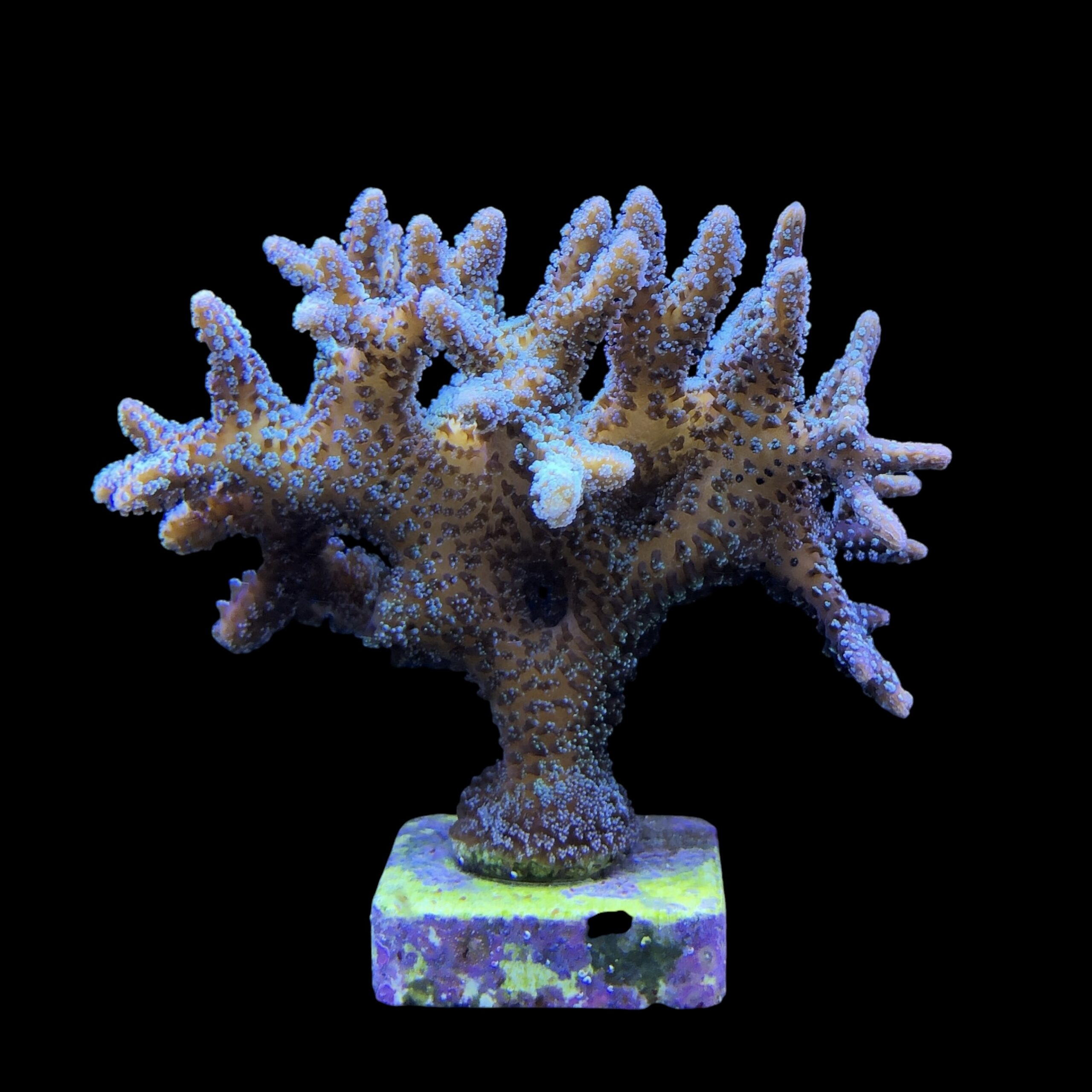 Seriatopora Caliendrum Mini Colônia - Imagem 2