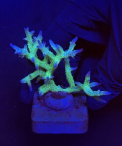 Seriatopora Ponape M