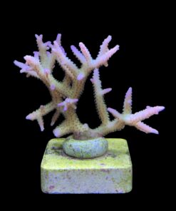 Alternative view of Seriatopora Ponape M