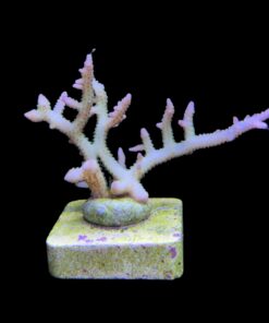 Alternative view of Seriatopora Ponape M