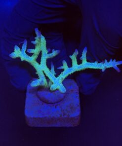 Seriatopora Ponape M