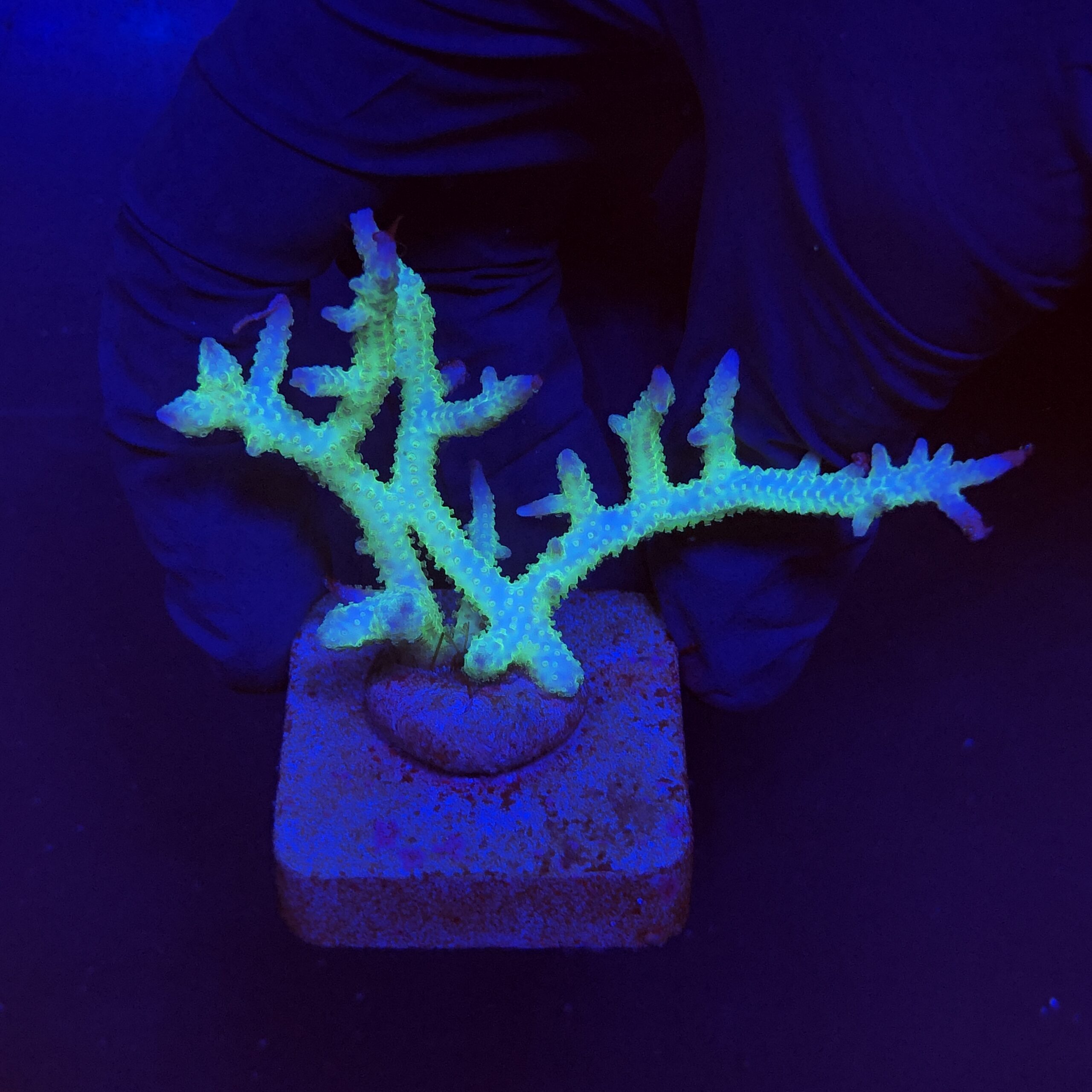 Seriatopora Ponape M