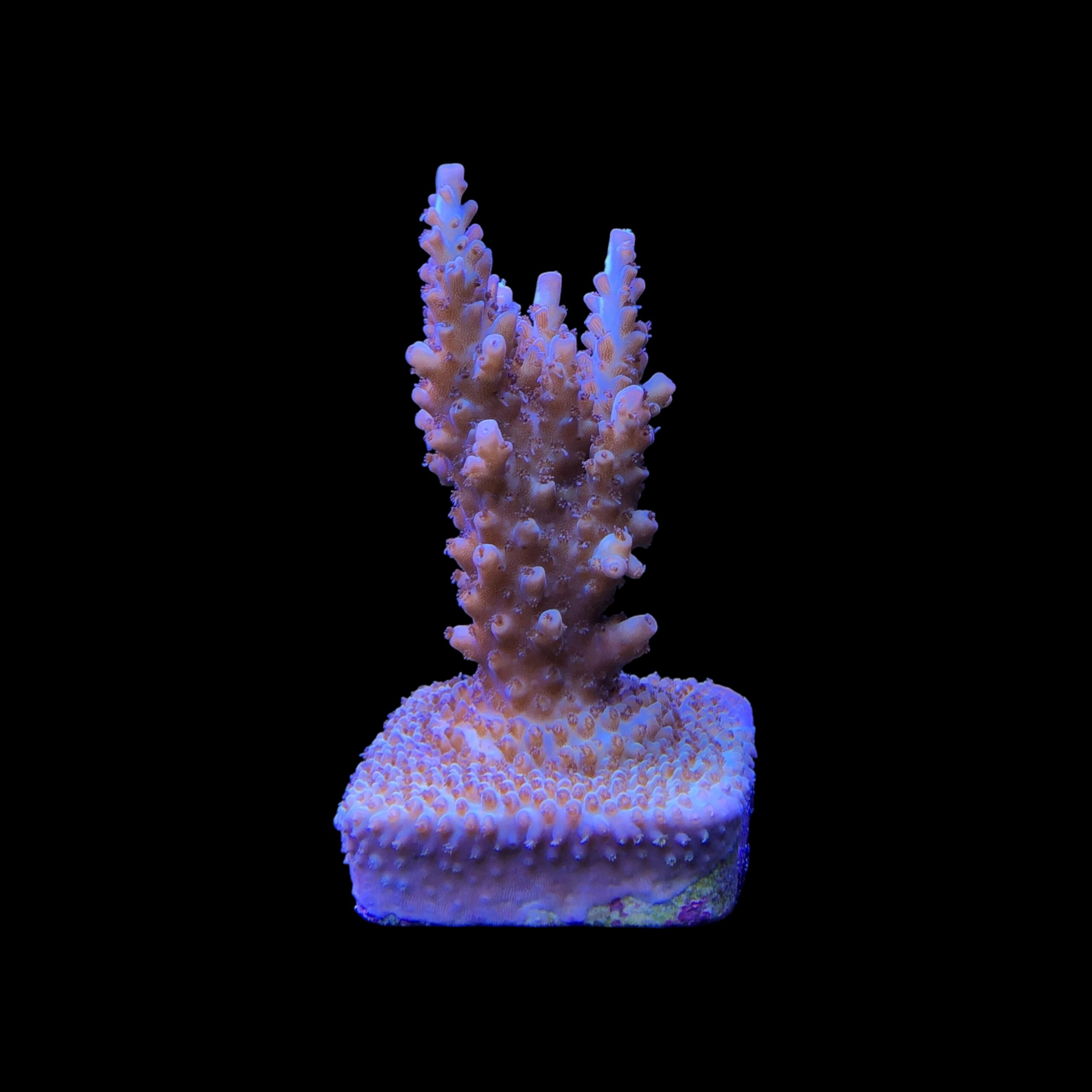 Shortcake Purple Yellow Tips M - Imagem 2