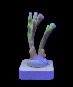 Alternative view of Slime Ball Anacropora M