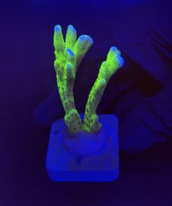 Slime Ball Anacropora M