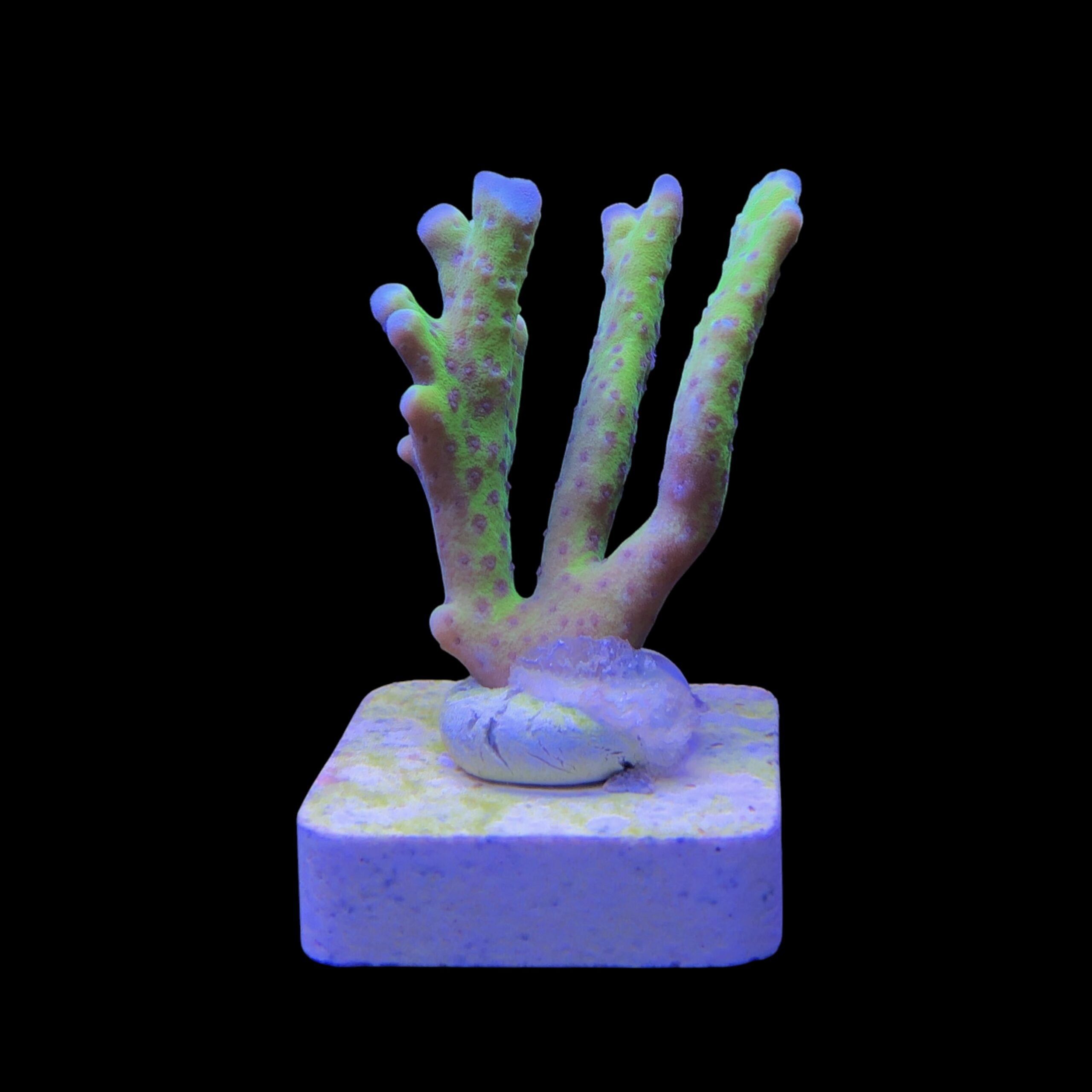 Slime Ball Anacropora M - Imagem 2