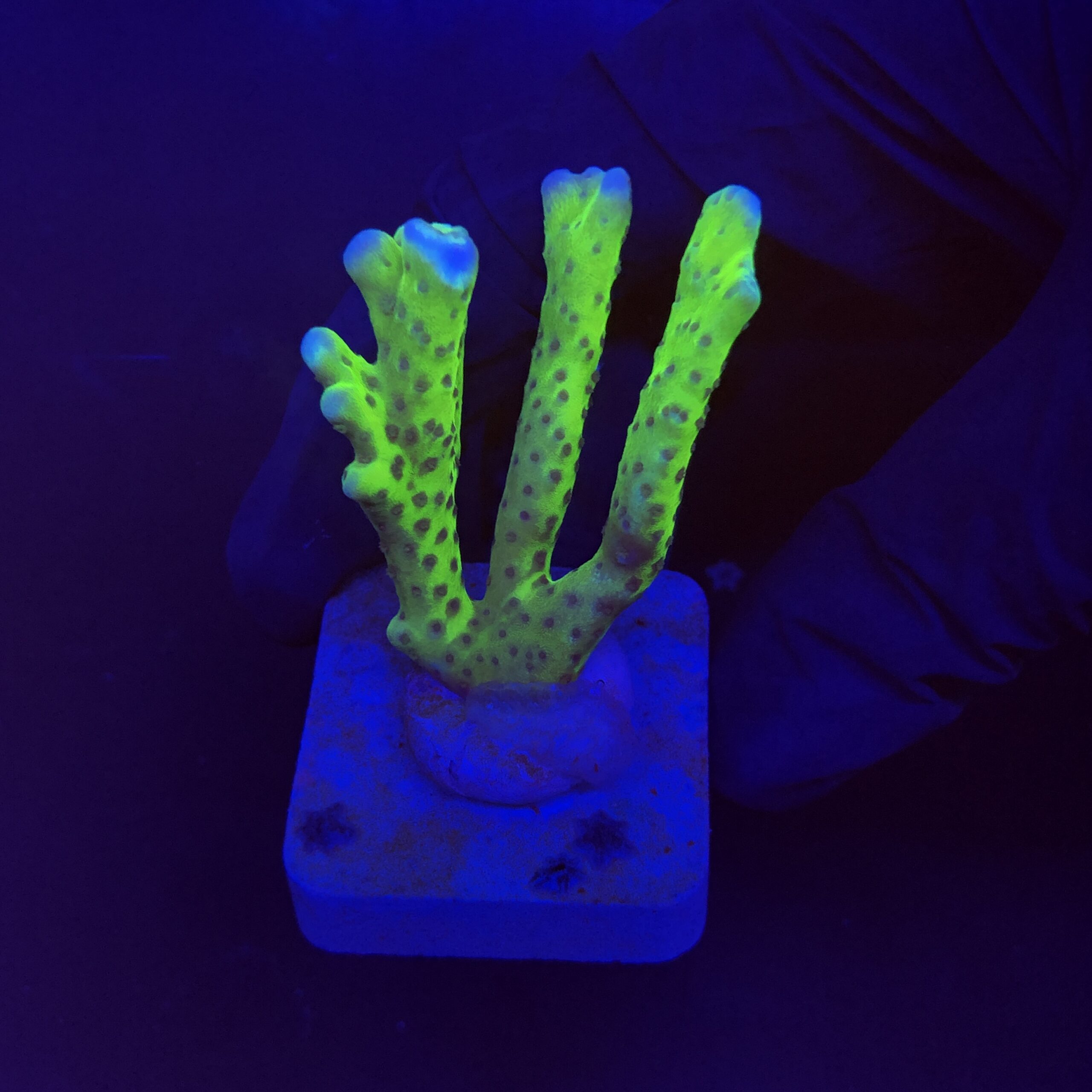 Slime Ball Anacropora M