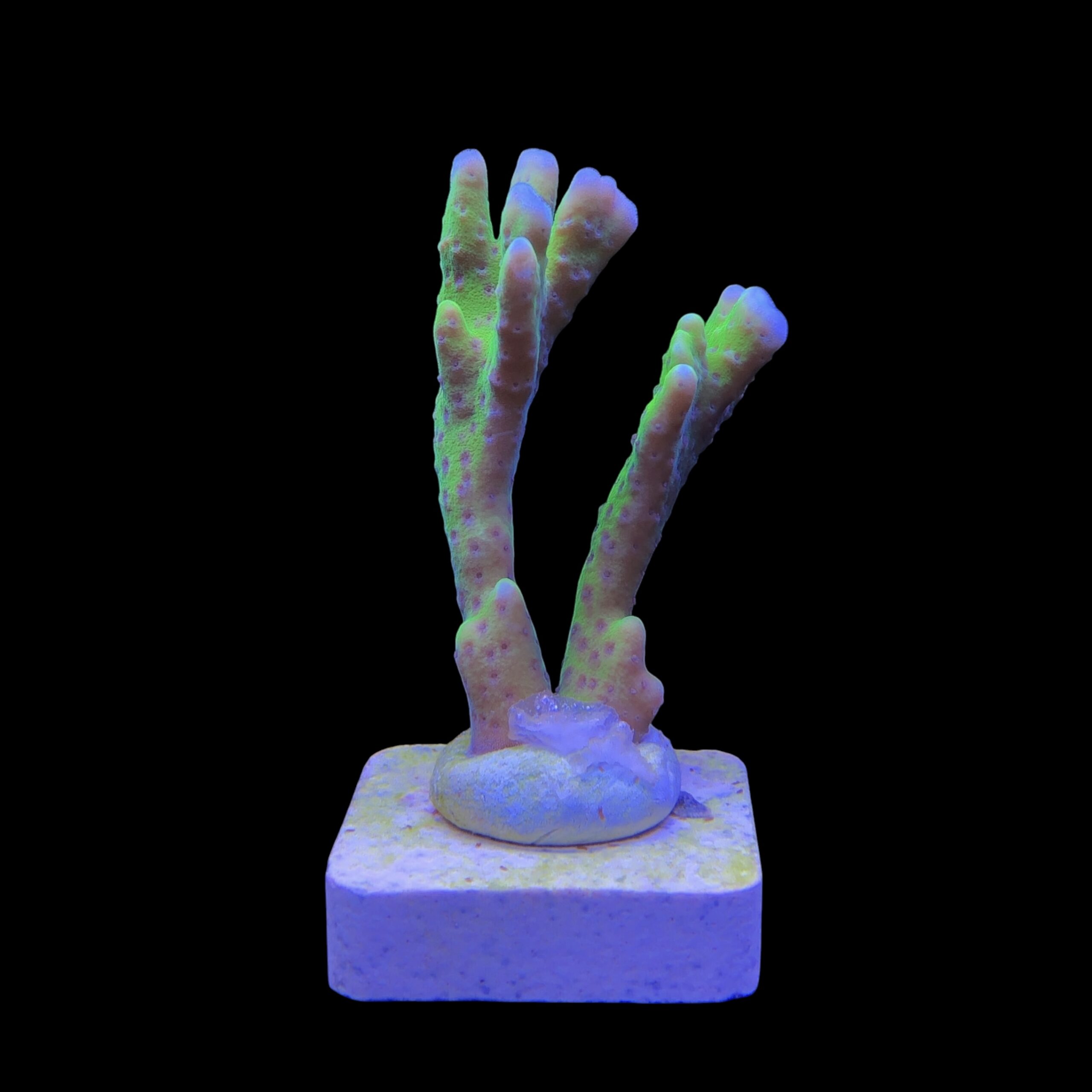 Slime Ball Anacropora M - Imagem 2