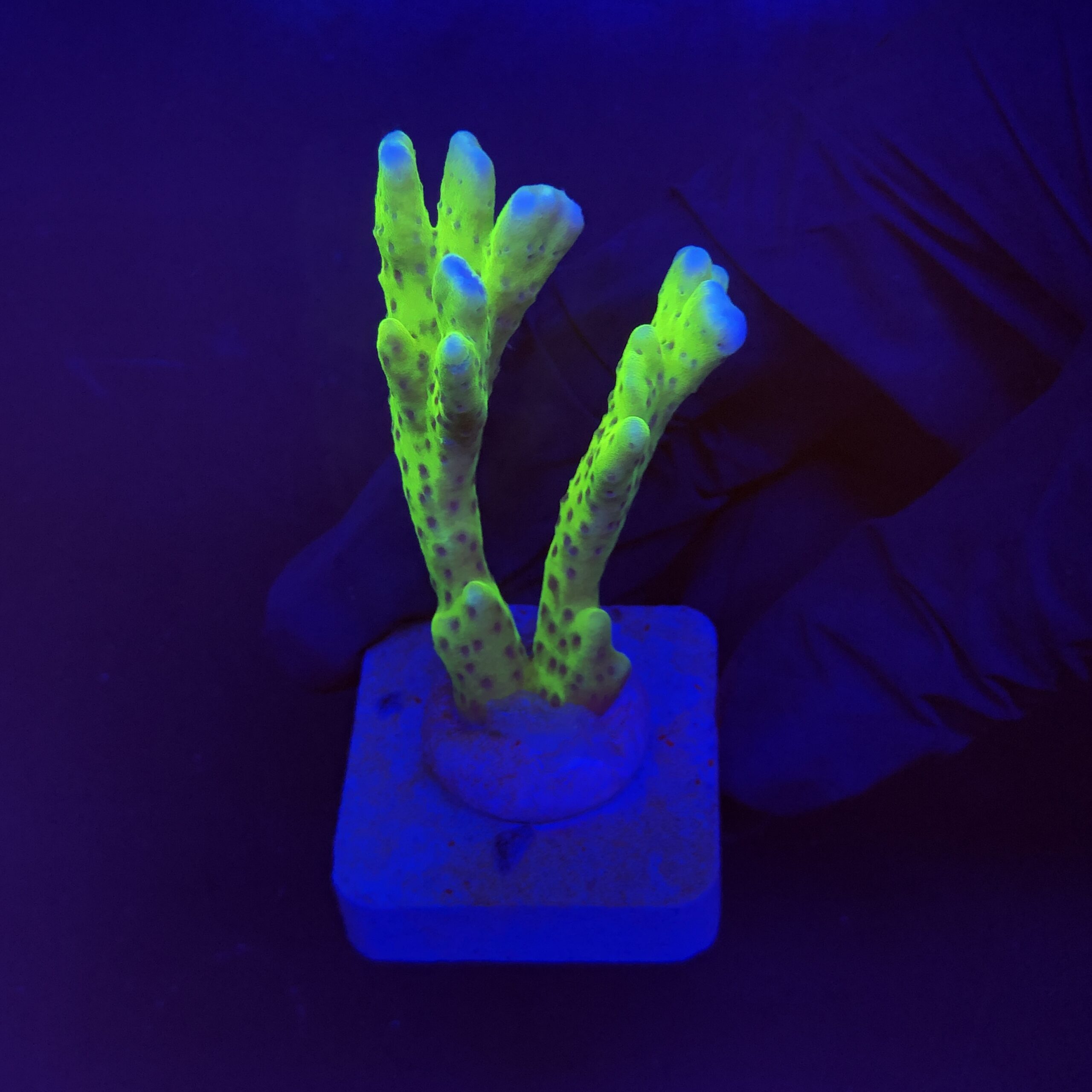 Slime Ball Anacropora M