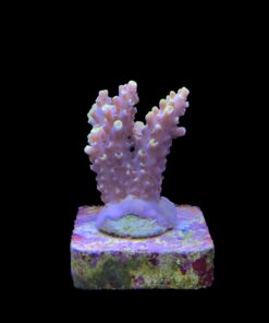 Alternative view of Solar Flame M