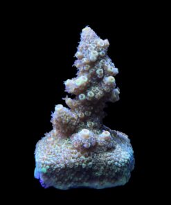 Alternative view of Spathulata Golden M