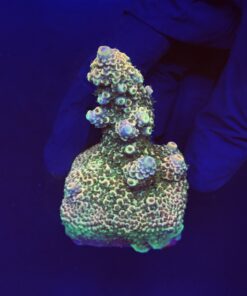 Spathulata Golden M