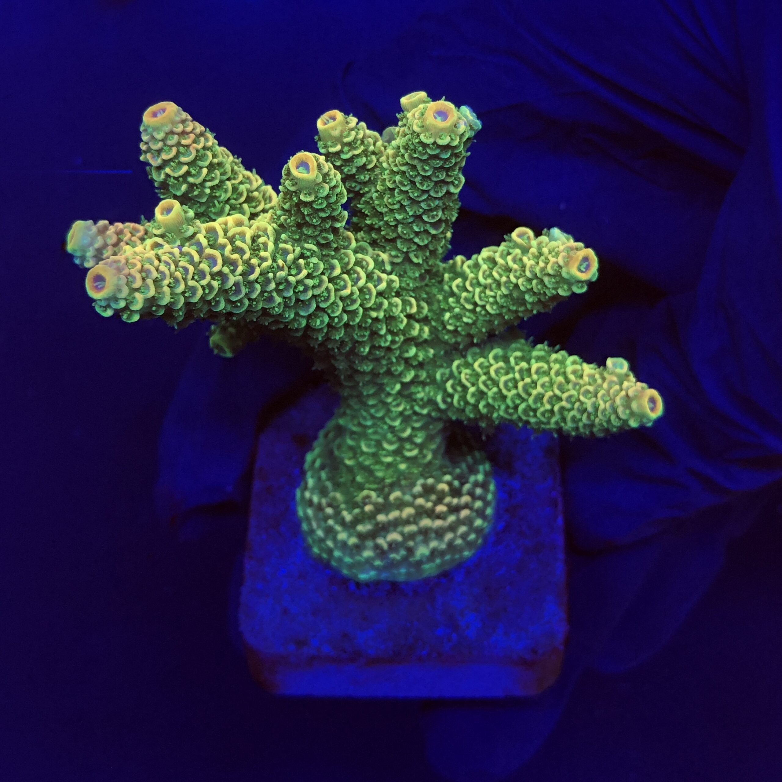 Spathulata Golden G