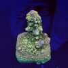 Spathulata Golden M