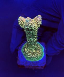 Spathulata Golden M