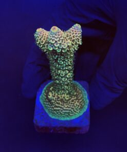 Spathulata Golden M