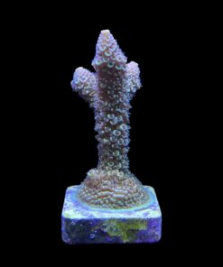 Alternative view of Spathulata Golden M