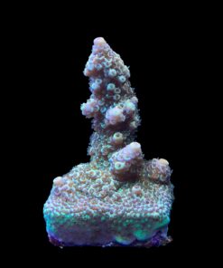Alternative view of Spathulata Golden M