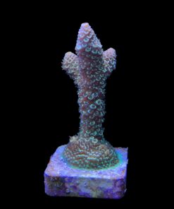 Alternative view of Spathulata Golden M