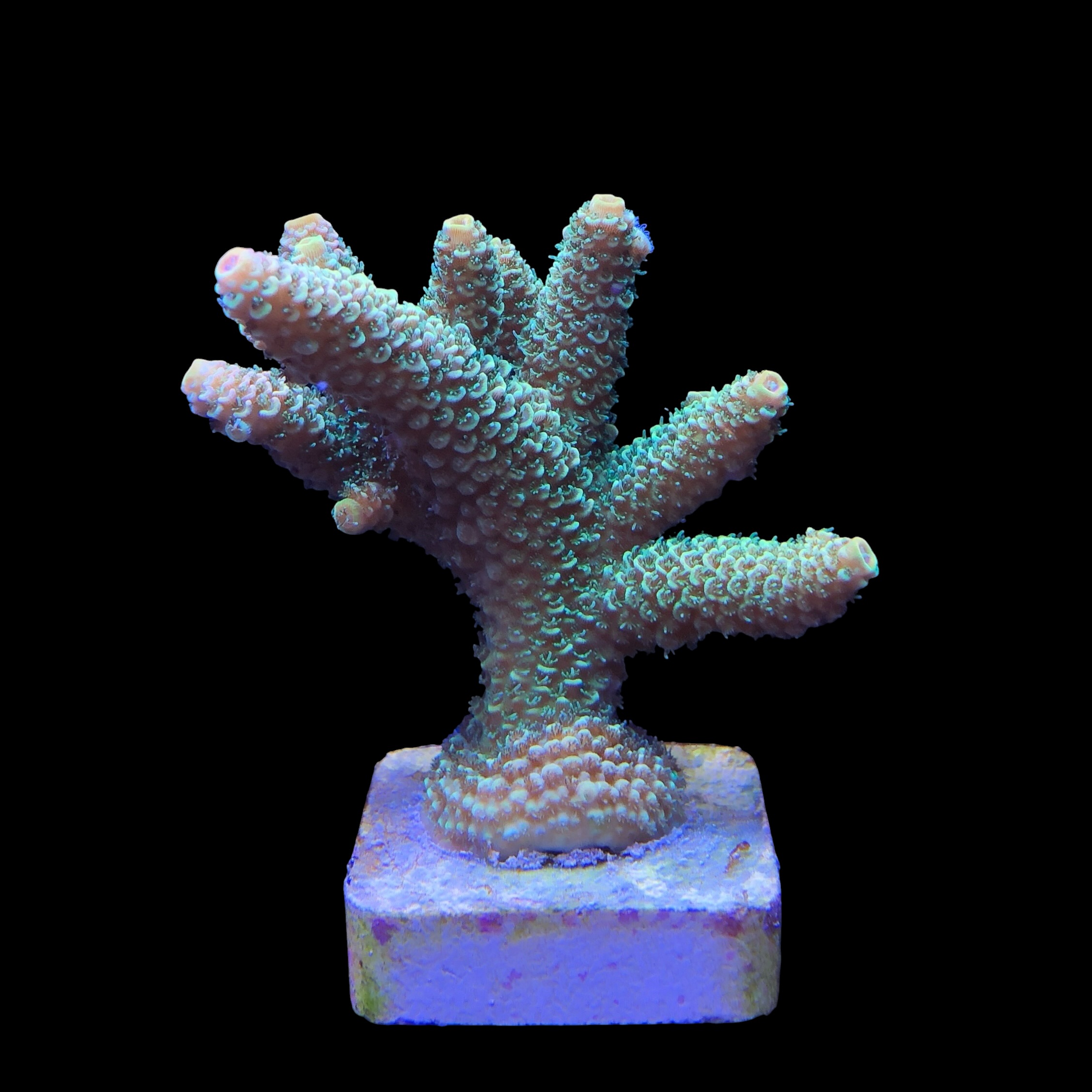 Spathulata Golden G - Imagem 2