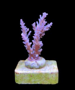 Alternative view of Speciosa M