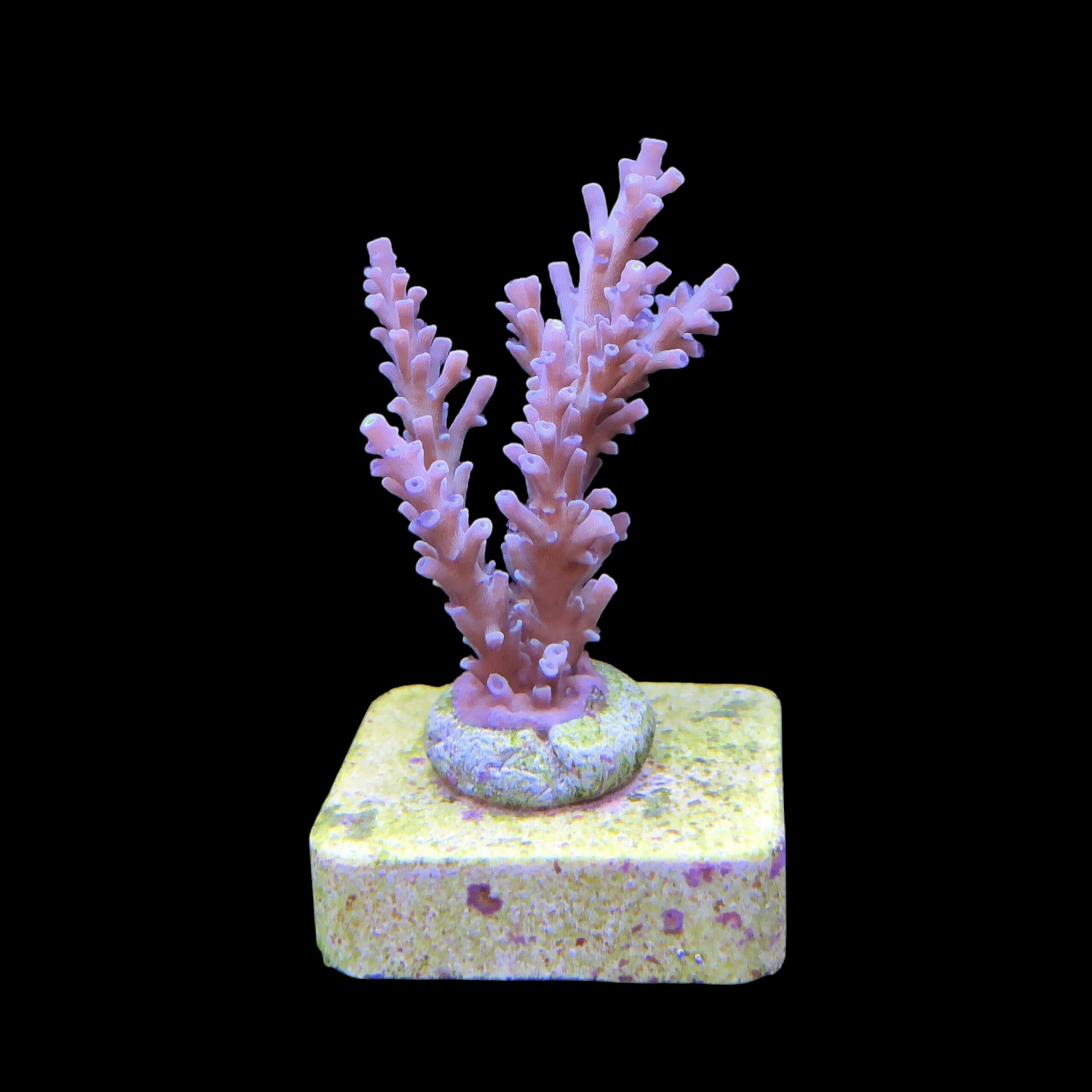 Speciosa M - Imagem 2