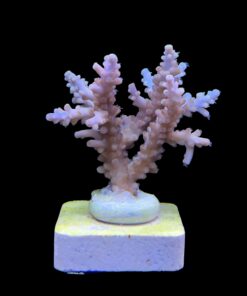 Alternative view of Strawberry Shortcake Bali M