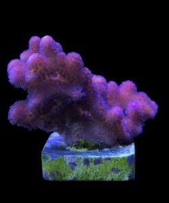 Stylophora Pink M
