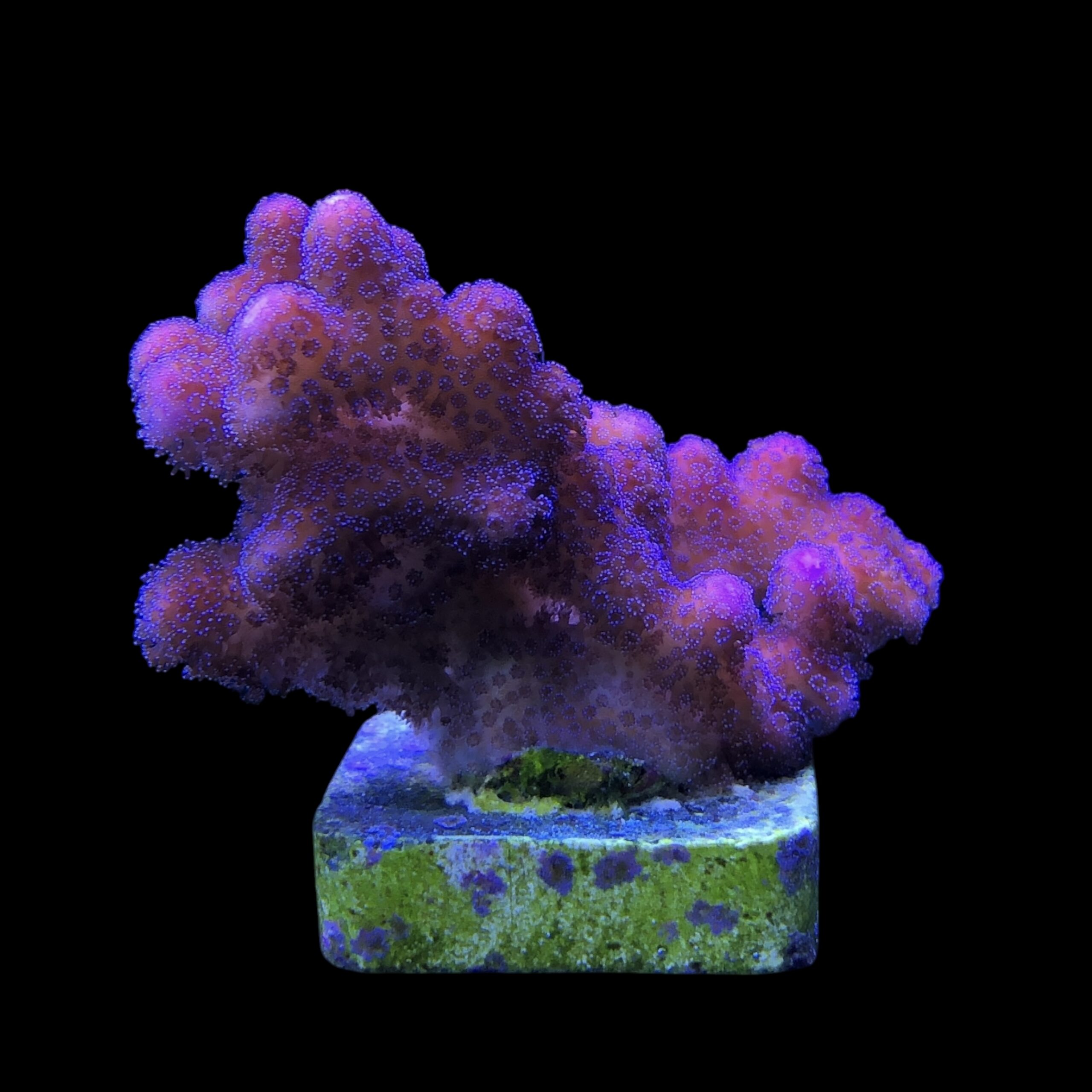 Stylophora Pink M