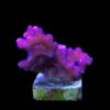 Stylophora Pink M