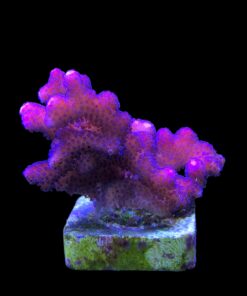 Stylophora Pink M