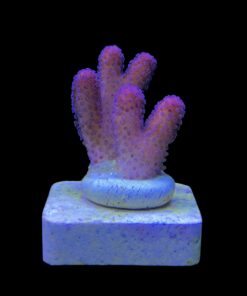 Stylophora Pink P