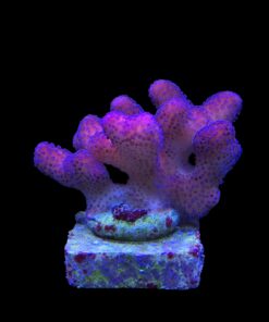 Stylophora Pink M