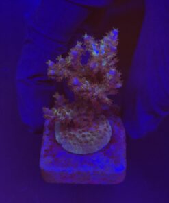 Alternative view of Subulata Purple M