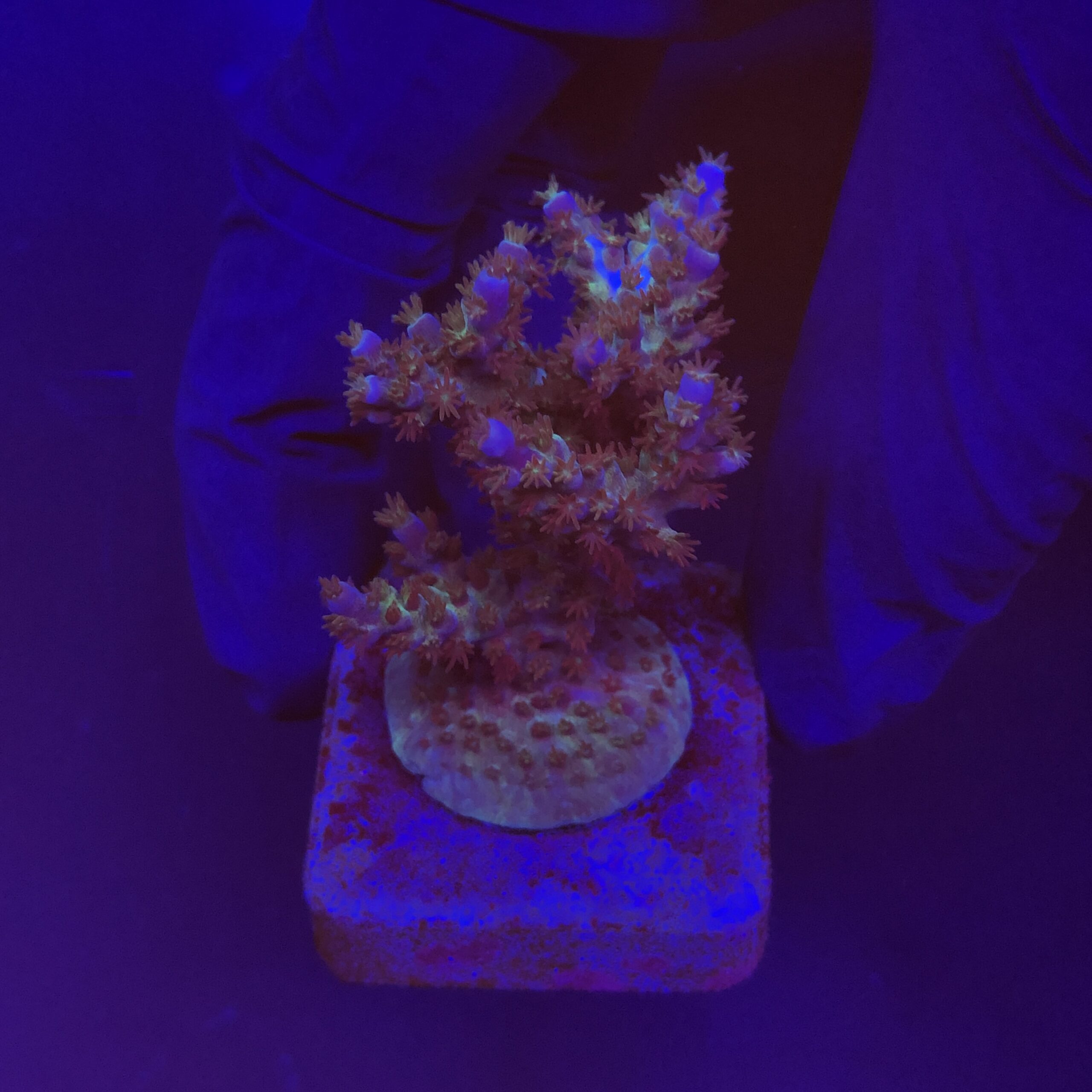 Subulata Purple M - Imagem 2