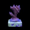 Subulata Purple M