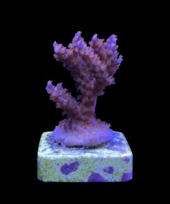 Subulata Purple M
